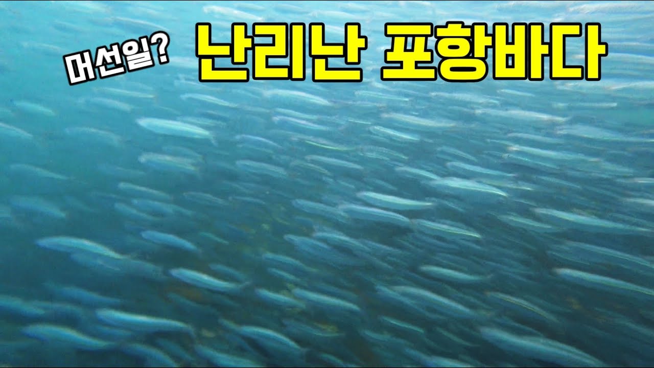 요즘난리난 포항바다 무슨일이?