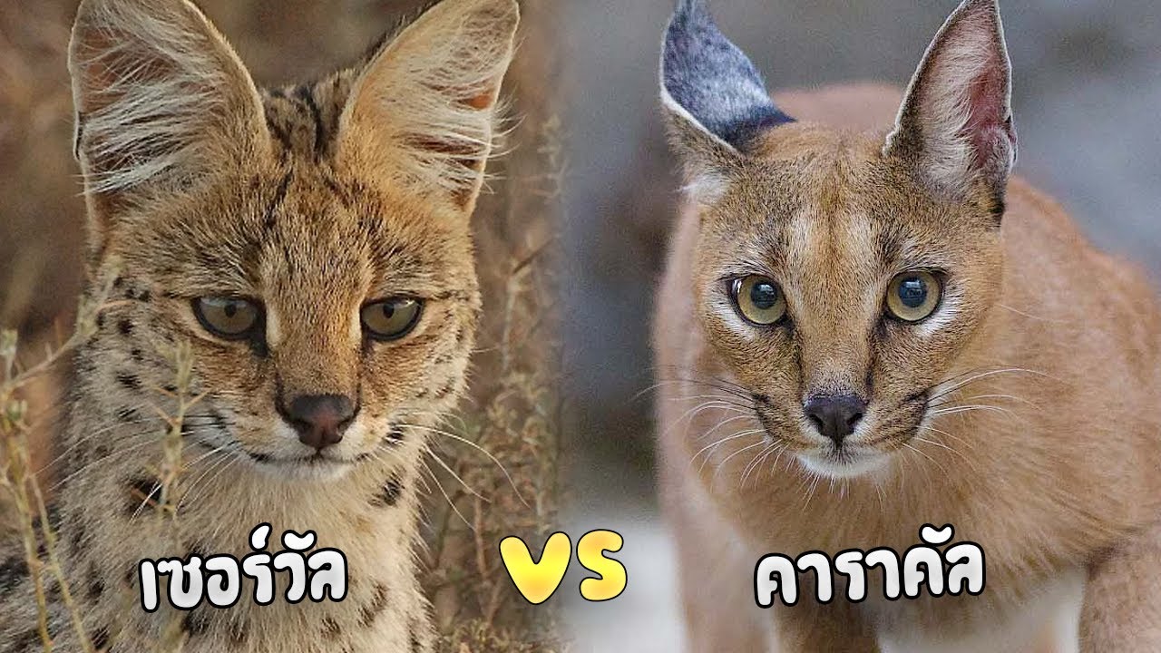 แมวป่าคาราคัล vs แมวป่าเซอร์วัล
