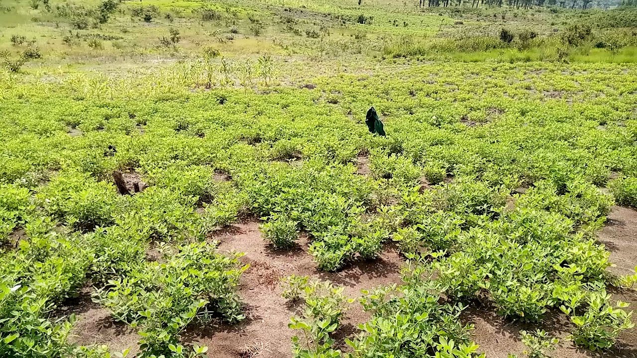 R&eacute;colte ya nguba ( arachides) na ferme bomoko ya kongo