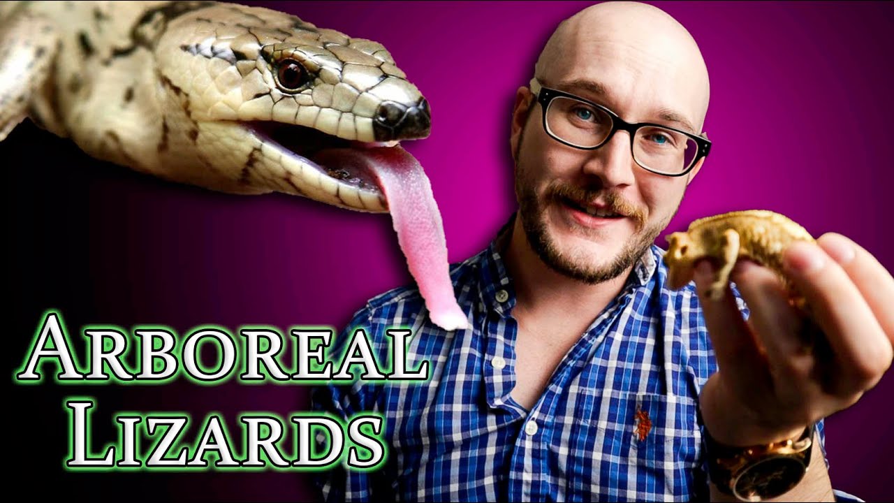 Top 5 BEST Arboreal Lizards