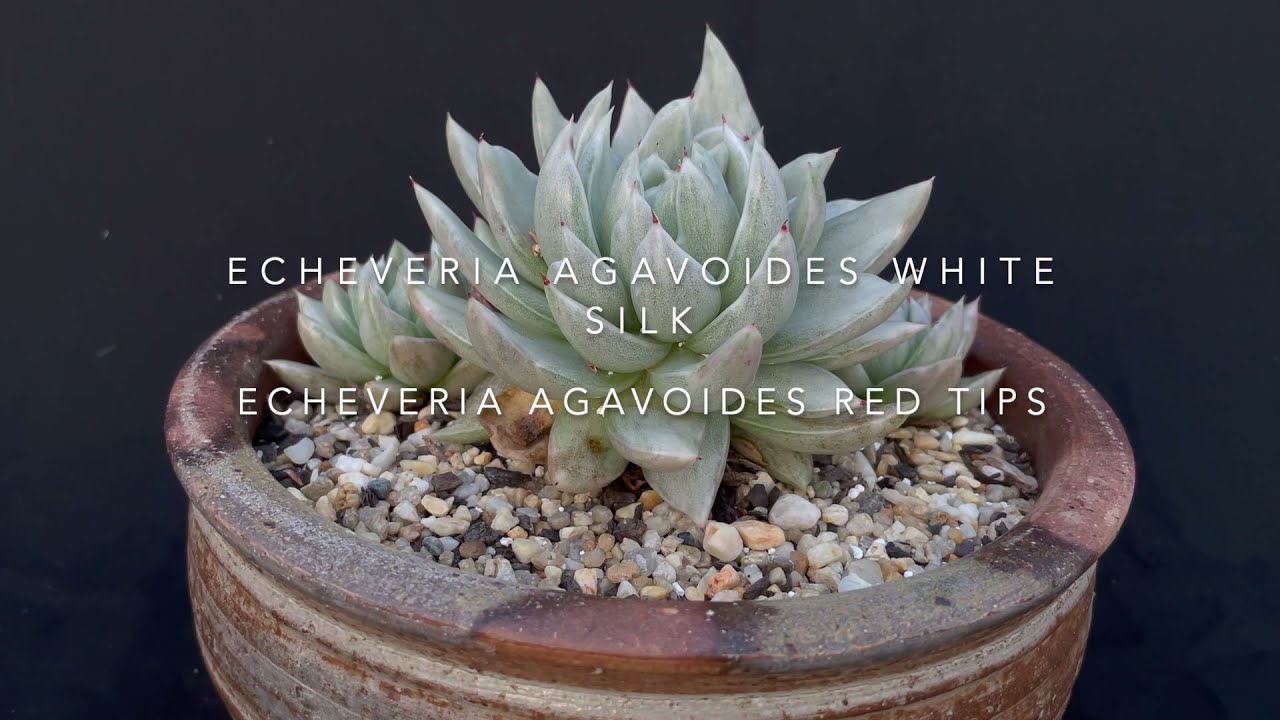 Echeveria agavoides Silk Variegate - Propagation -  Rare Succulents  #2