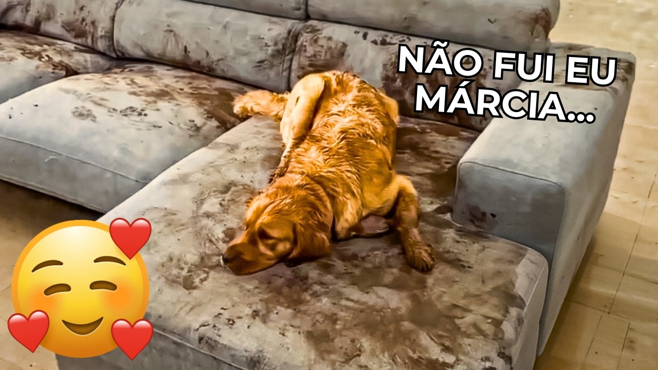 ANIMAIS ENGRAÇADOS 2026 - CÃES E GATOS ENGRAÇADOS - #04