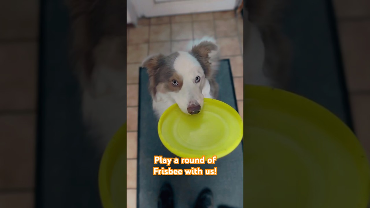 Frisbee Tricks by my Dog 🐶🥏 #dogsports #frisbeedog #activedoglife #cutedog #dog