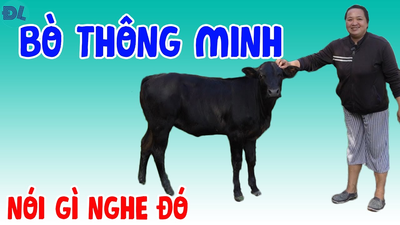 Chú bò thông minh, nói gì nghe nấy, theo chủ như hình với bóng  - ĐỘC LẠ BÌNH DƯƠNG