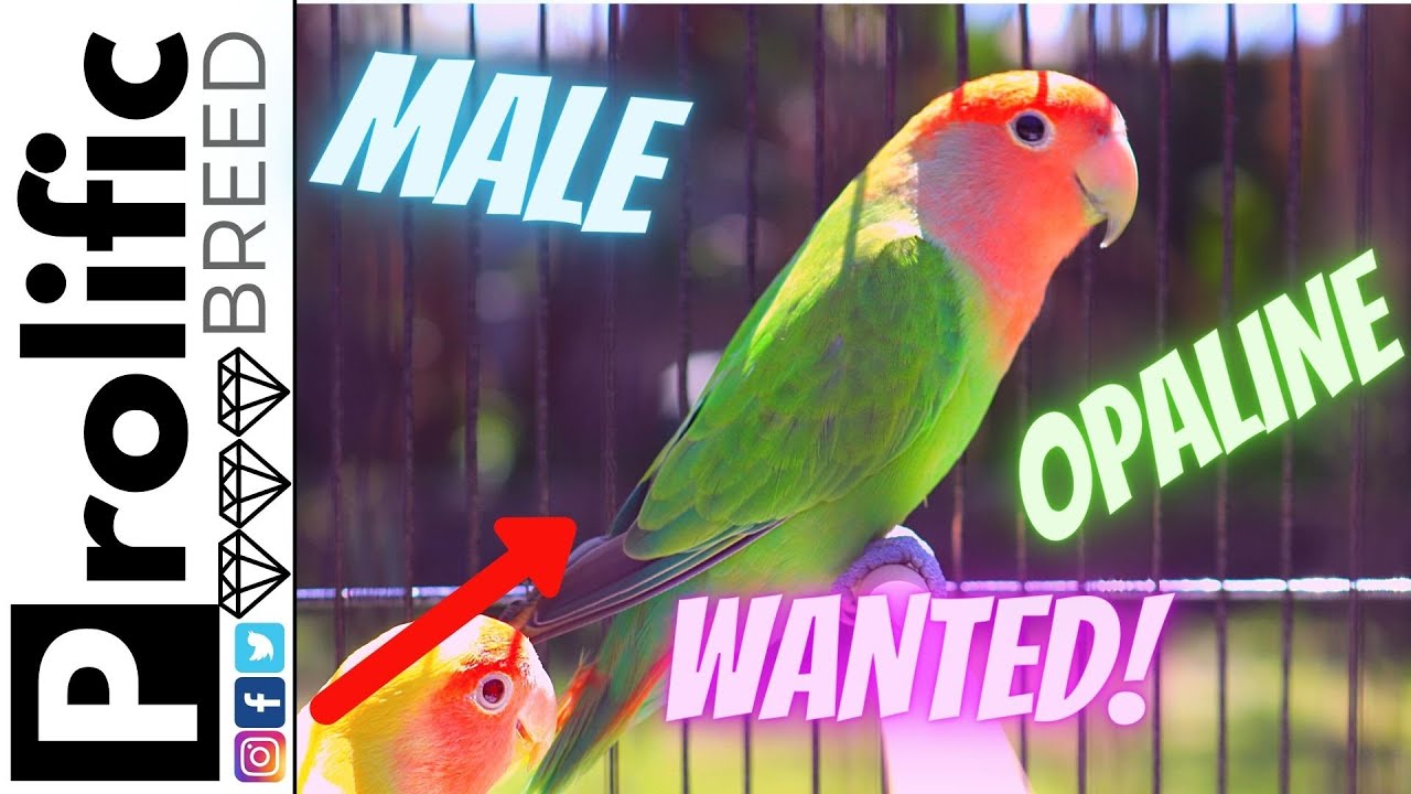 HOW TO SET UP DIVIDED BIRD CAGE | PEACHFACE OPALINE LOVEBIRDS
