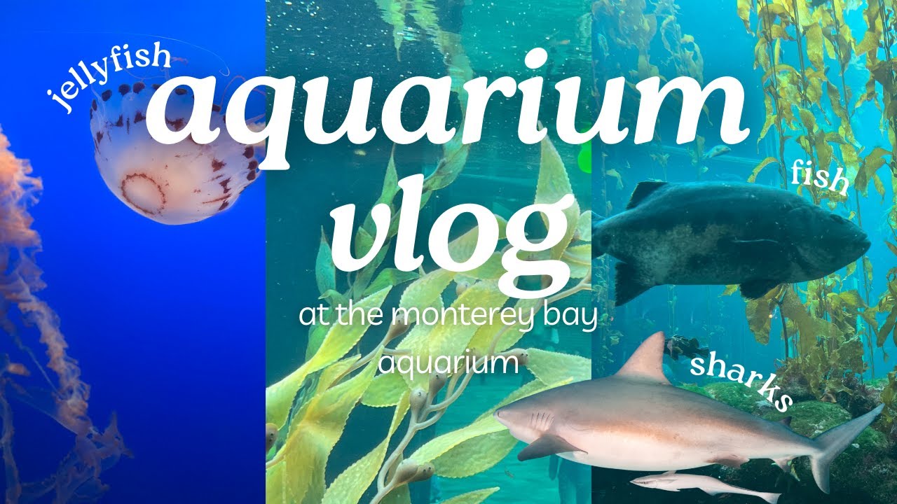 monterey bay aquarium vlog  🌊🦈 sharks, jellyfish, fish, stingrays, birds, and more!