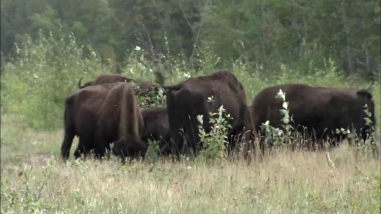 Wood Buffalo National Park - Northwest Territories/Alberta, Canada