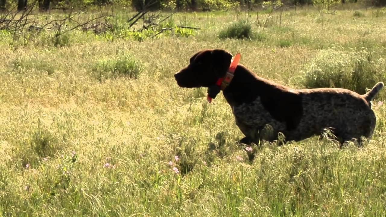 How to hunt a pointer and flusher together