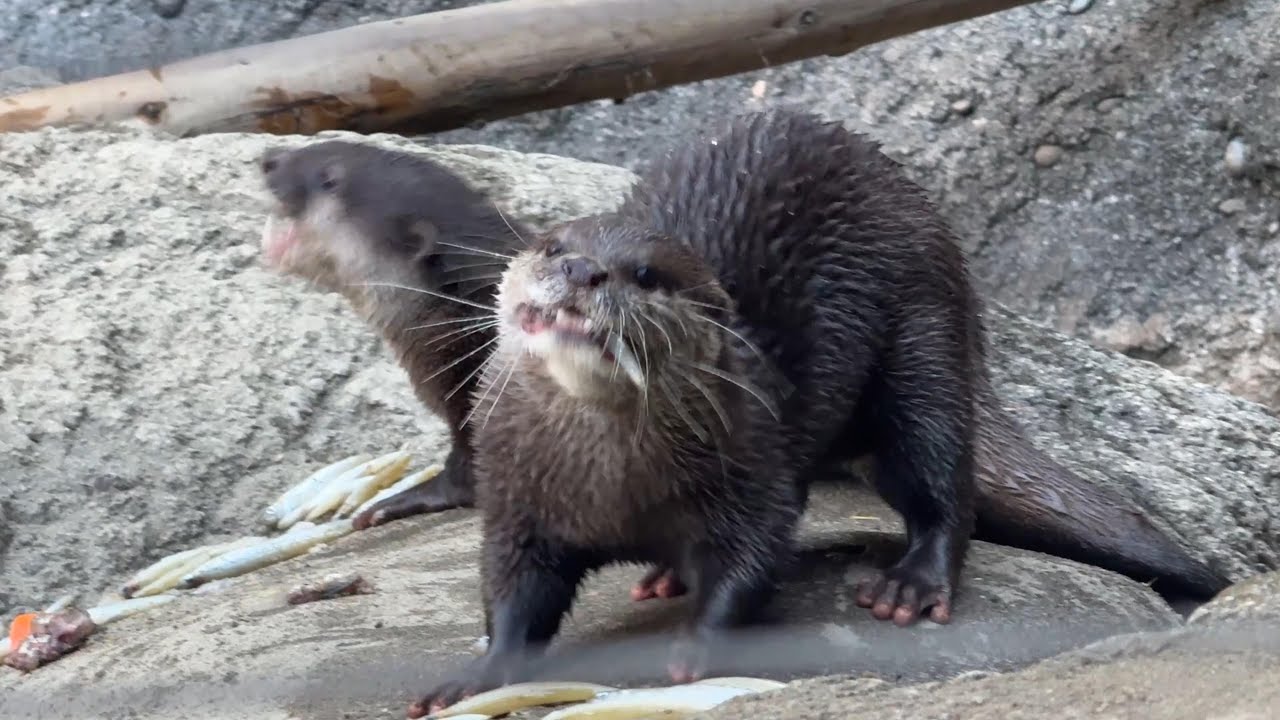 朝ごはんを食べるガクくんチャチャちゃん【‎2026年1月16日‎】【上野動物園】コツメカワウソ