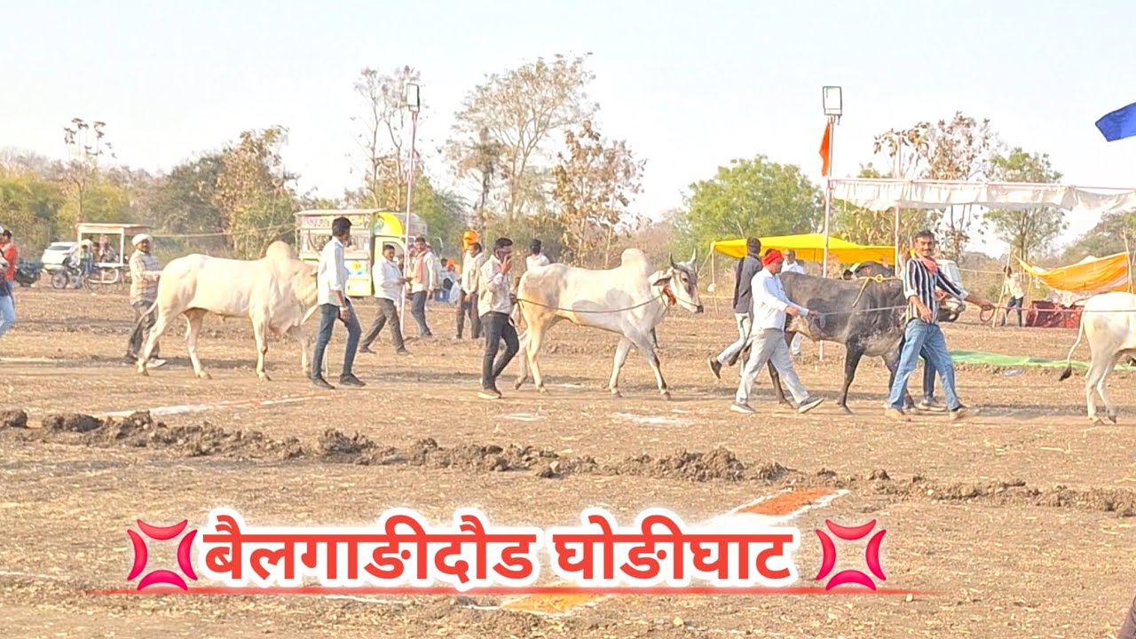 बैलगाङीदौड घोङीघाट मे भाग लेने वाली सभी बैलजोङी।आकर्षक और सुंदर बैल। #bailgadasharyat 