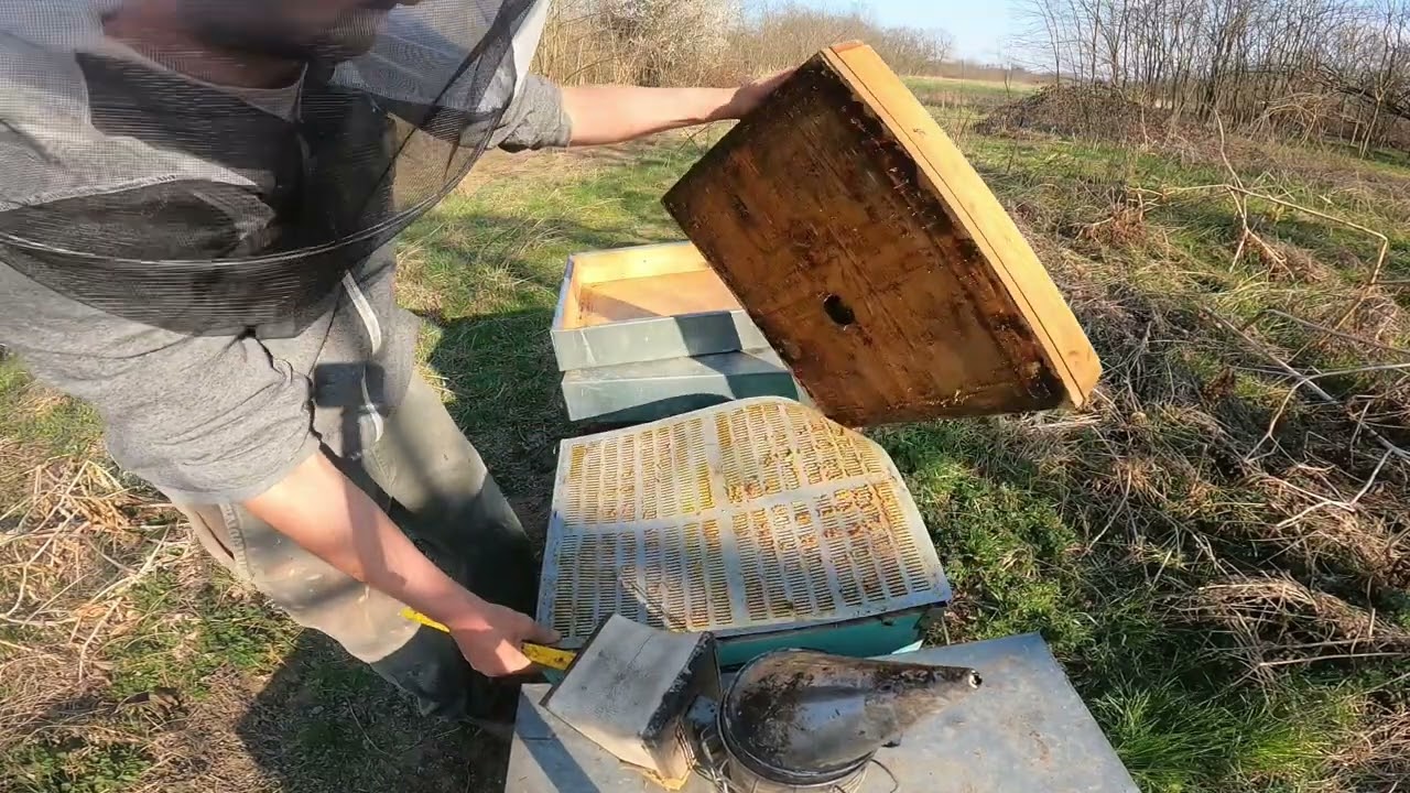 Pressing primaverile Nido stretto Le Avije Apicoltura