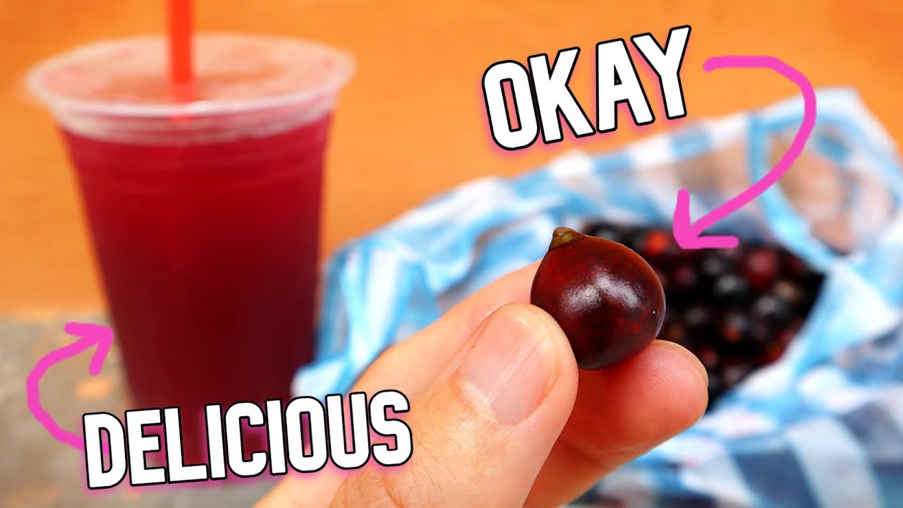 COROZO PALM - An Okay Fruit That Makes Delicious Juice - Weird Fruit Explorer