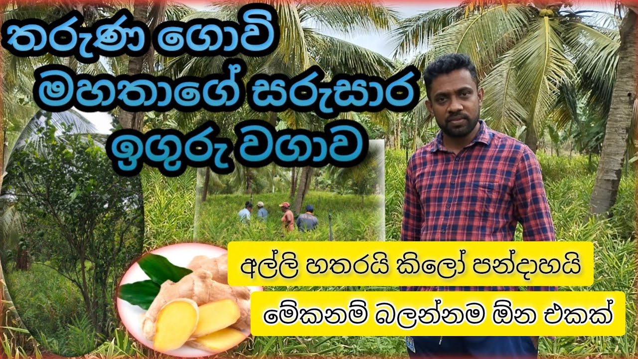 තරුණ ගොවි මහතාගේ සරුසාර ඉගුරු වගාව |Young farmer's prosperous ginger cultivation🍍🍍🥭🥭🍐🍐 |agriculture