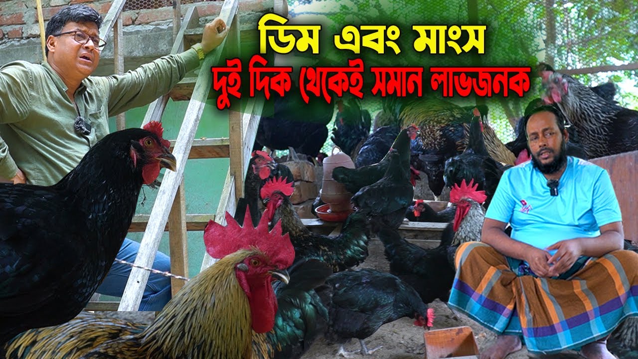 প্রবাস জীবন শেষ! বাড়ির ছাদে অস্ট্রালোপ মুরগি পালন করে বদলে গেল জীবন | সফল উদ্যোক্তার গল্প