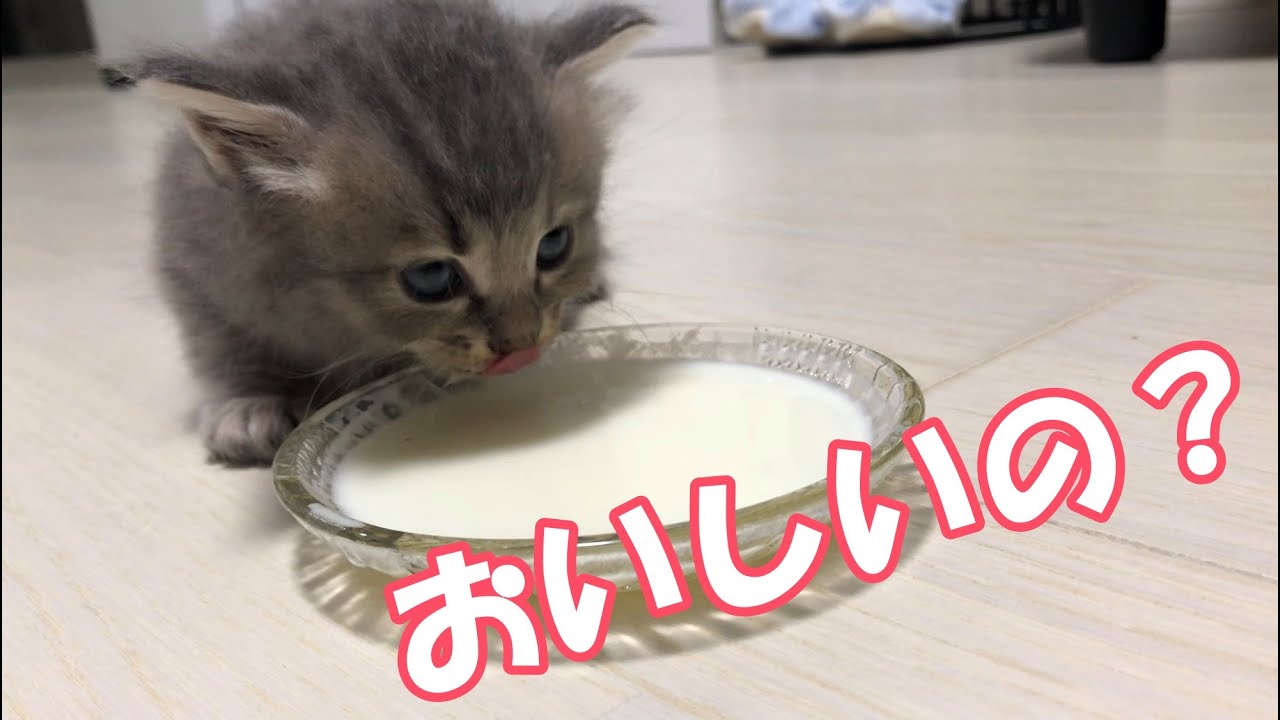 初めてミルクを飲んだ子猫の反応がこちら（笑）