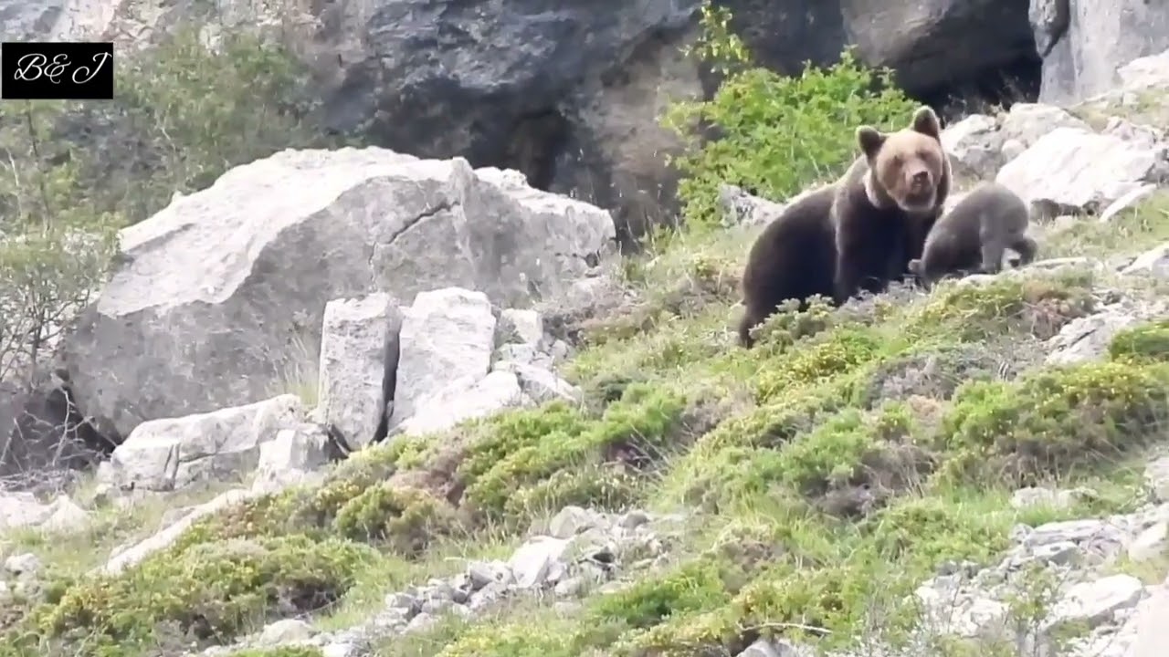 LOBO, OSA Y SU CRIA EN MONTAÑA PALENTINA: JULIO 2022