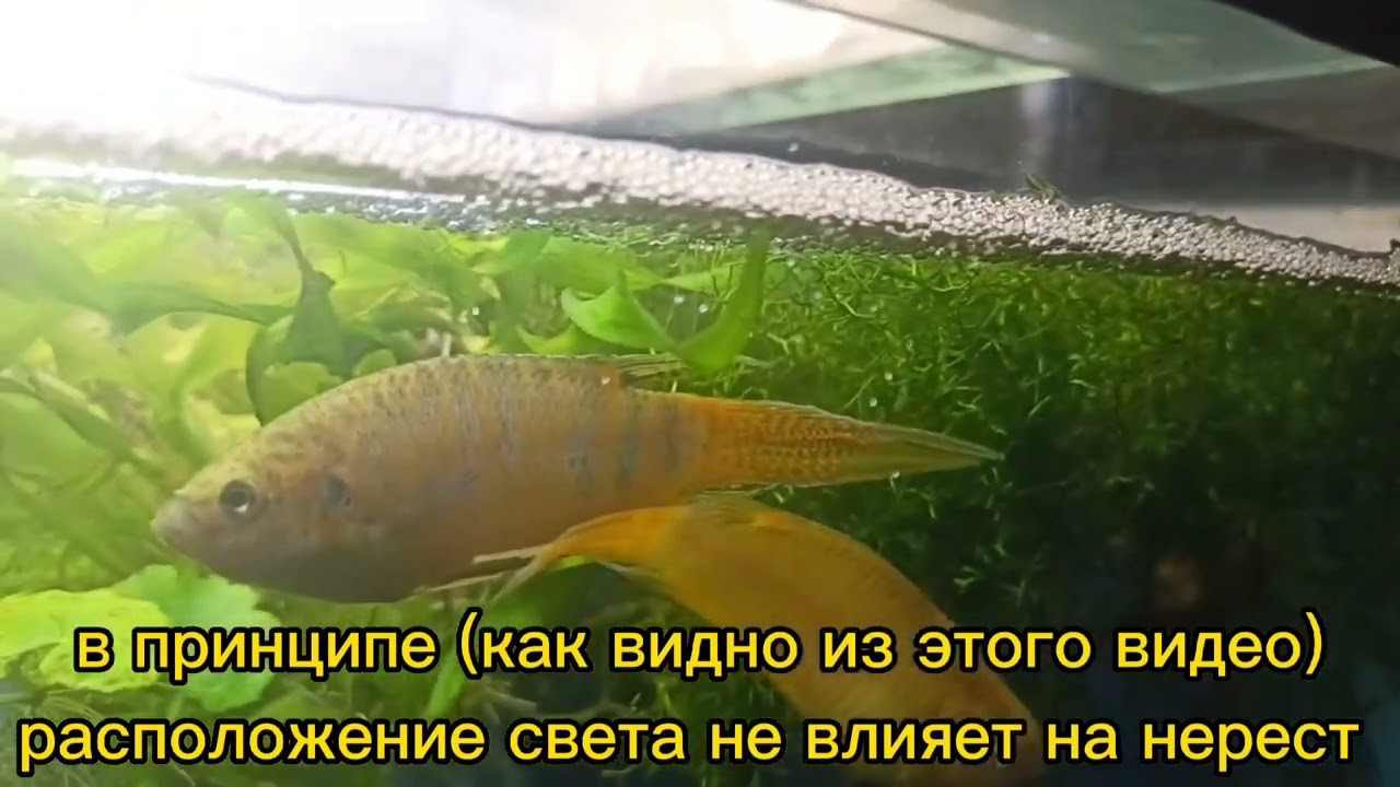 НЕРЕСТ МАКРОПОДОВ.