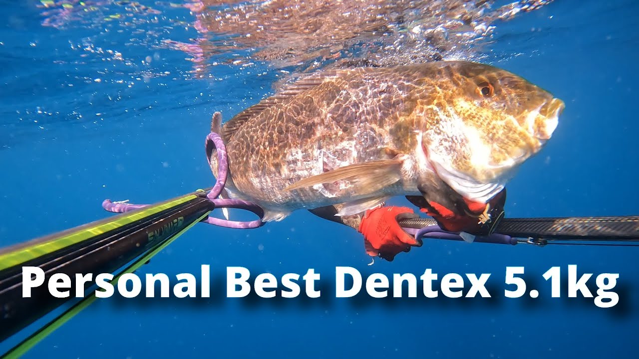 Personal Best Dentex - 5.1kg - Spearfishing Malta