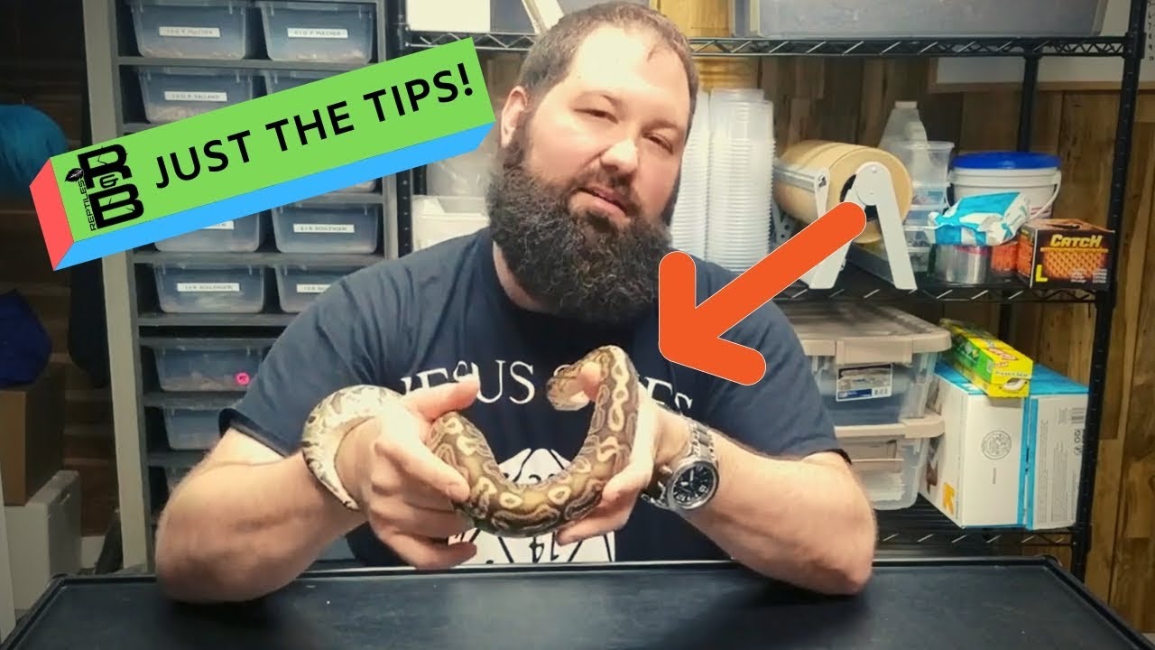 Our top 5 tips for starting a reptile breeding business!