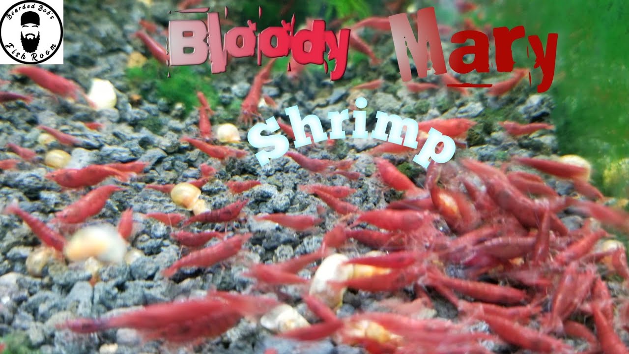 10 Gallon Bloody Mary Neocaridina Tank