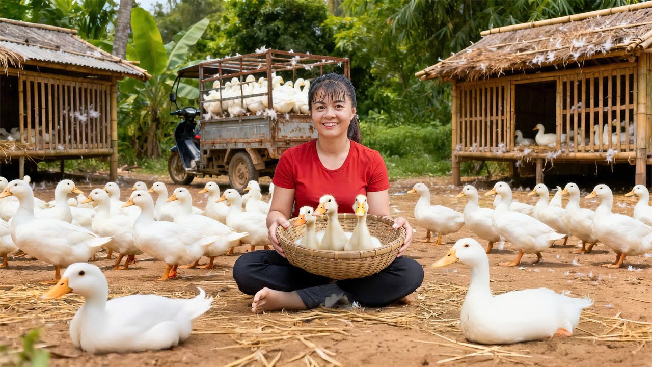 4 MONTHS to SUCCESSFUL Duck Farming - No Experience Needed