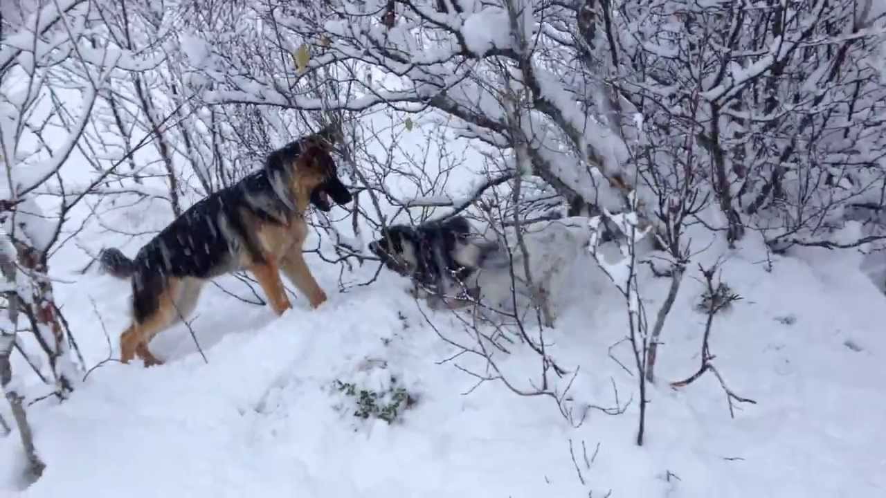 Sch&aelig;ferhund