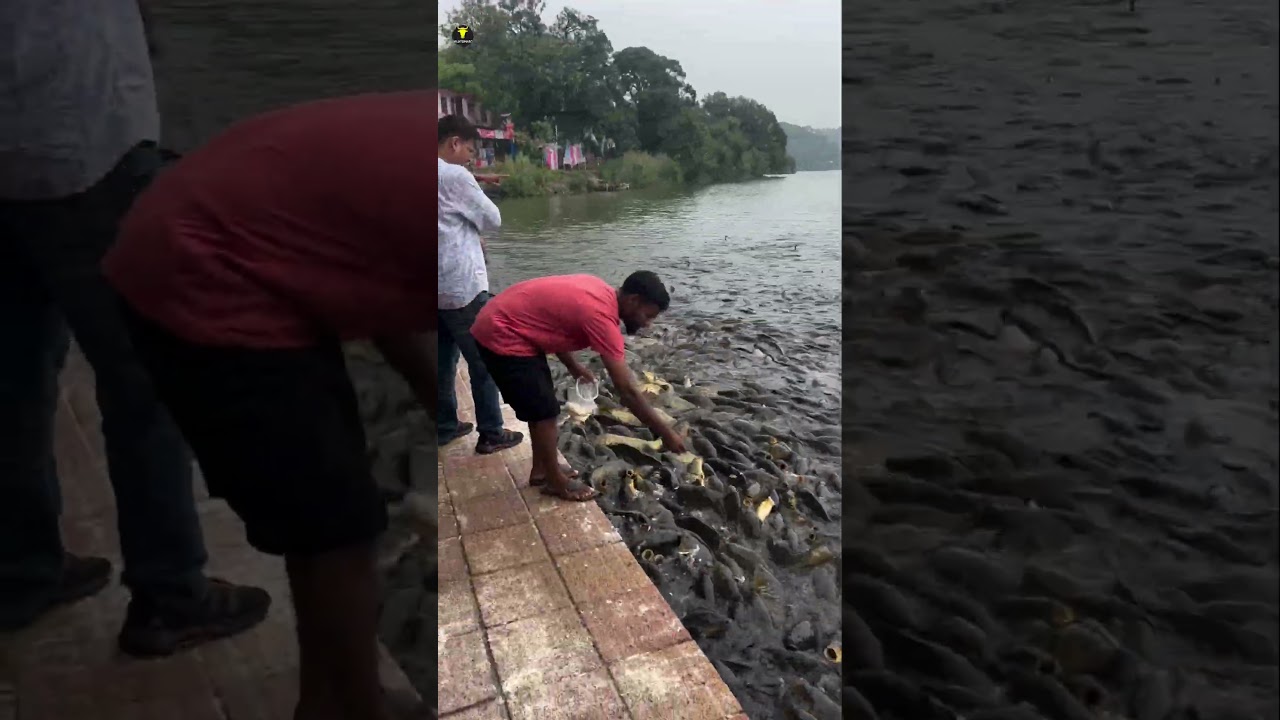 This Fish Is Banned in Many Countries&hellip; But India Loves It 🦈😱