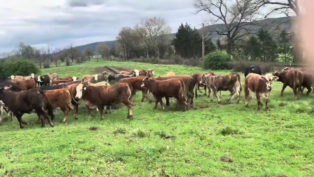NEED TOUGH SOUTHERN HEIFERS THAT WILL THRIVE ANYWHERE?