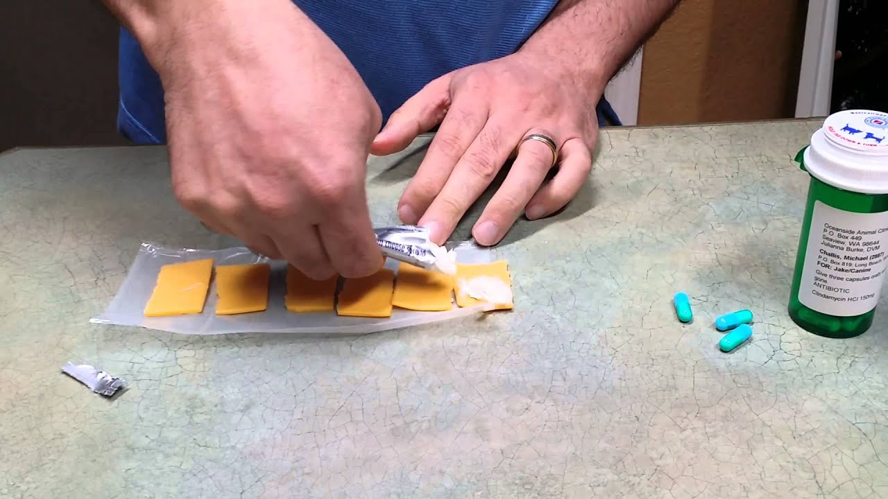 How to feed pills to a picky dog