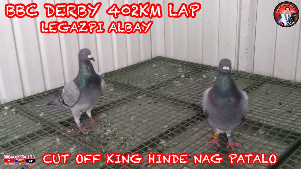 EP1241 KAKAGULAT KA CUT OFF KING SA BBC LEGAZPI ALBAY 402KM SHEEES!