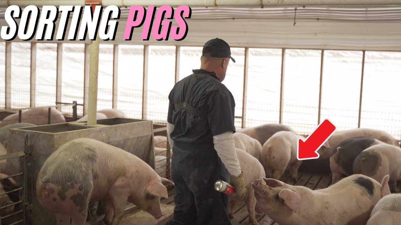 Sorting Pigs & Farm Upgrades