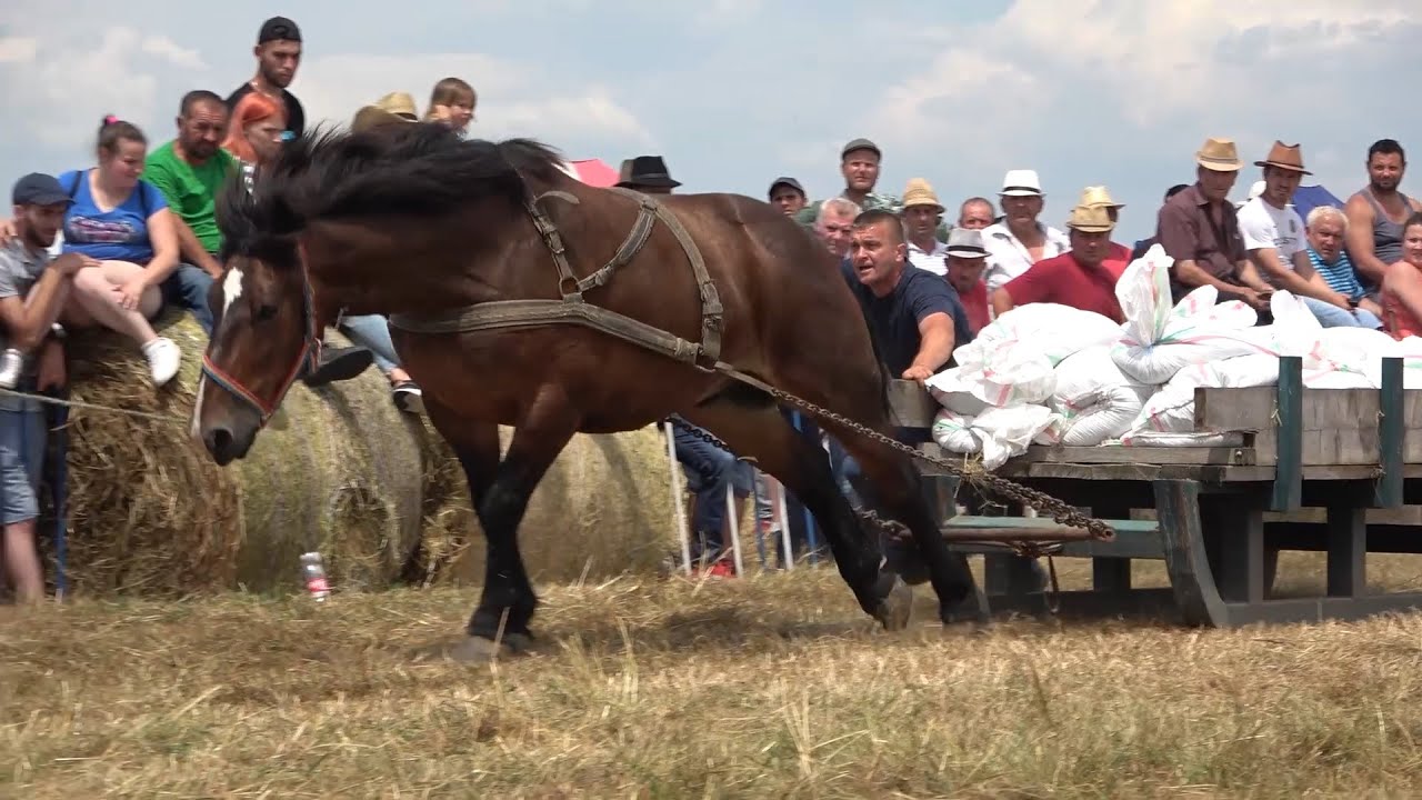 Concurs cu cai de tractiune proba de simplu Ruseni, Satu Mare 19 Iunie 2021 Nou!!!