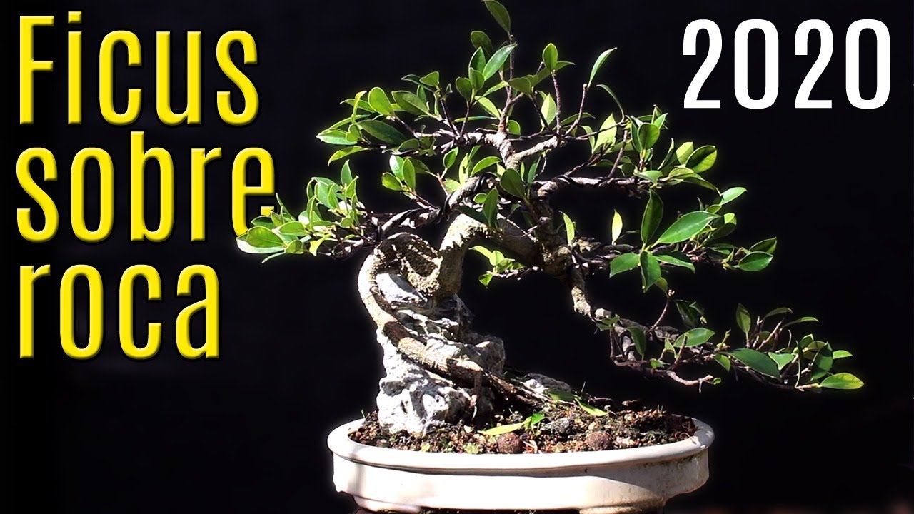 Refinado de ficus en roca actualización 2020