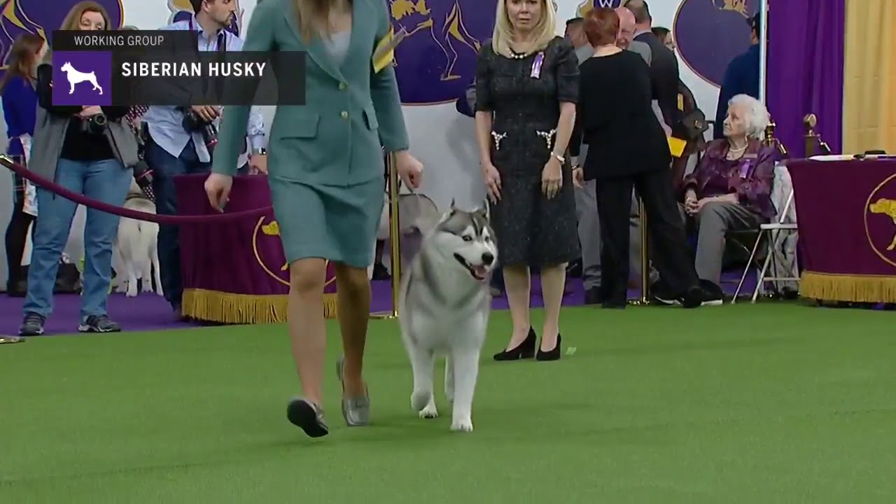Siberian Husky (Part 1) | Breed Judging (2019)