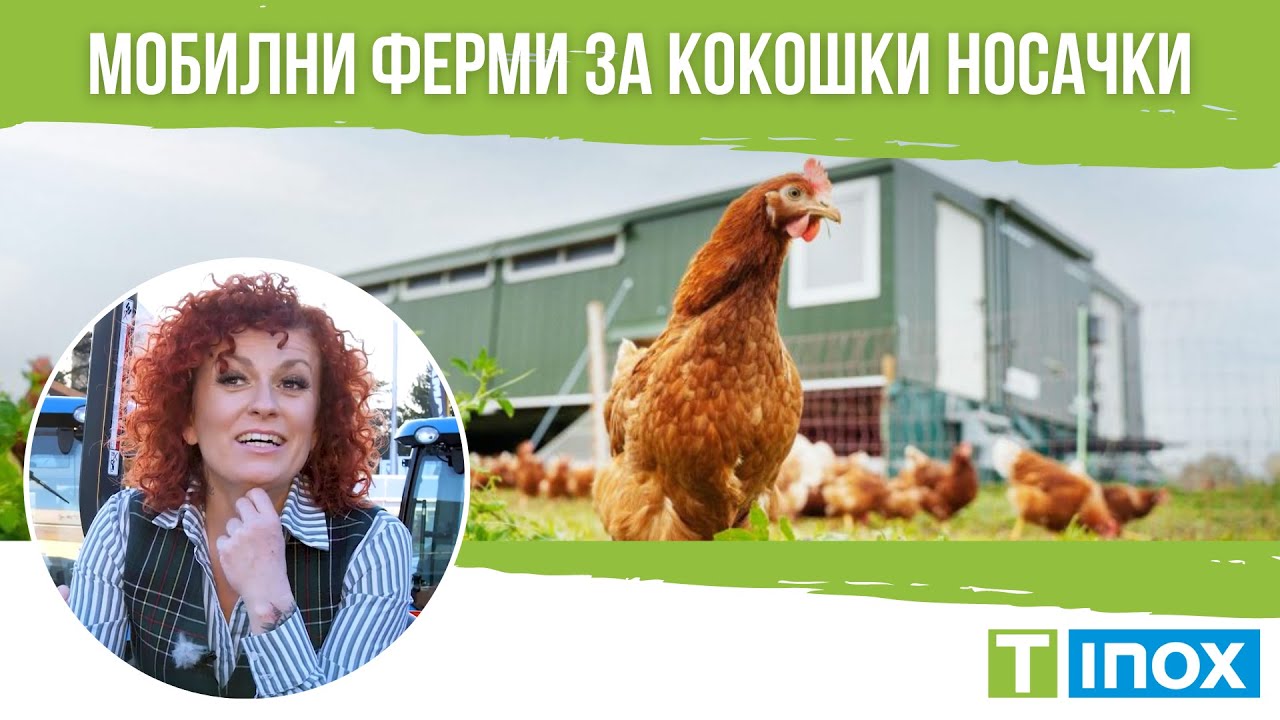 Мобилни ферми за кокошки носачки: подходящи за начинаещи и опитни фермери