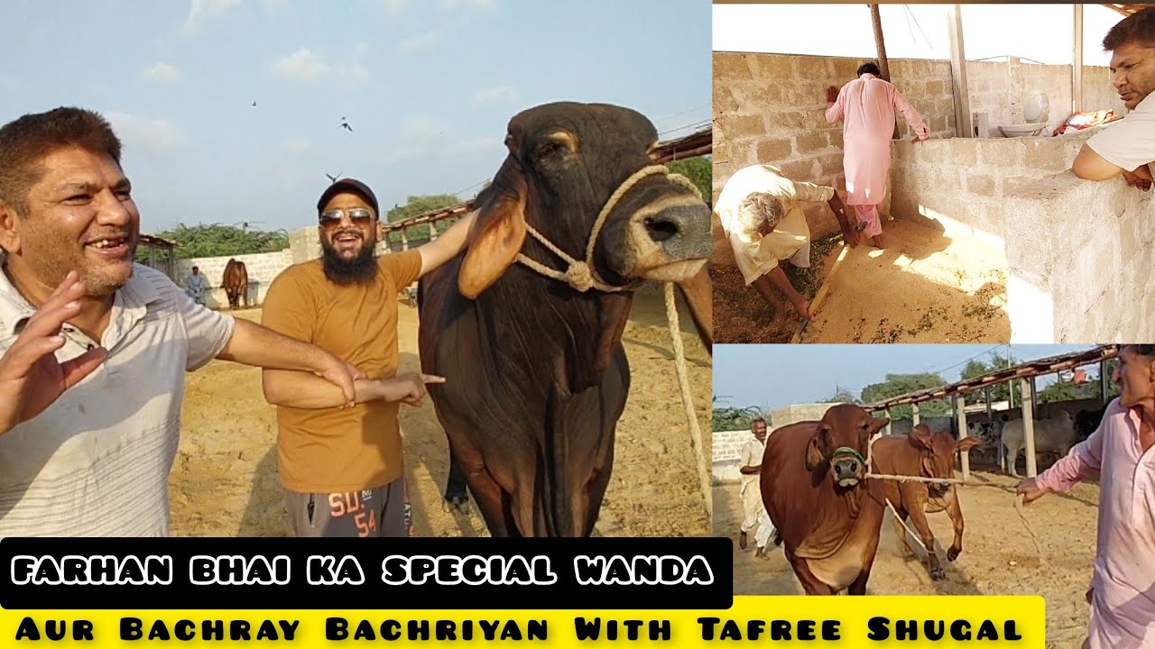 Farhan Bhai K Giant Bachray Aur Special Wanda Aj Farm Pe Tafree Shugal Mela Hogaya || Bakra Eid 2023