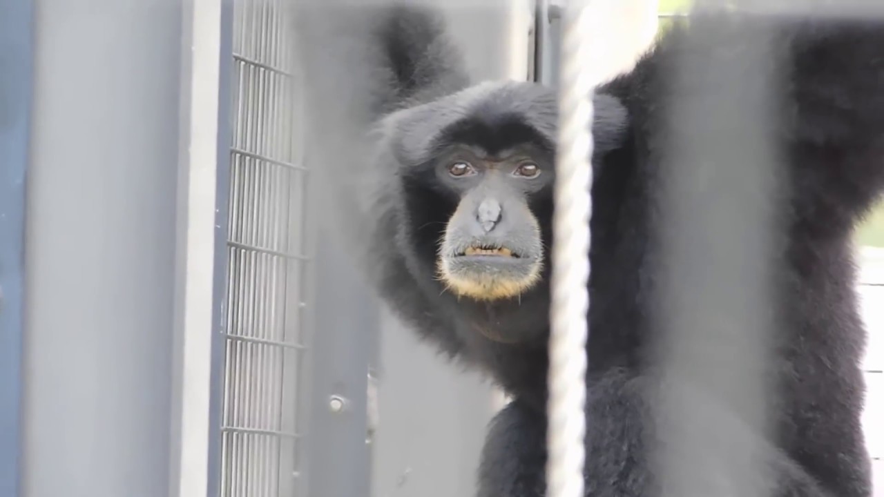 東山動物園フクロテナガザルのケイジくん。魂の叫び8連発！