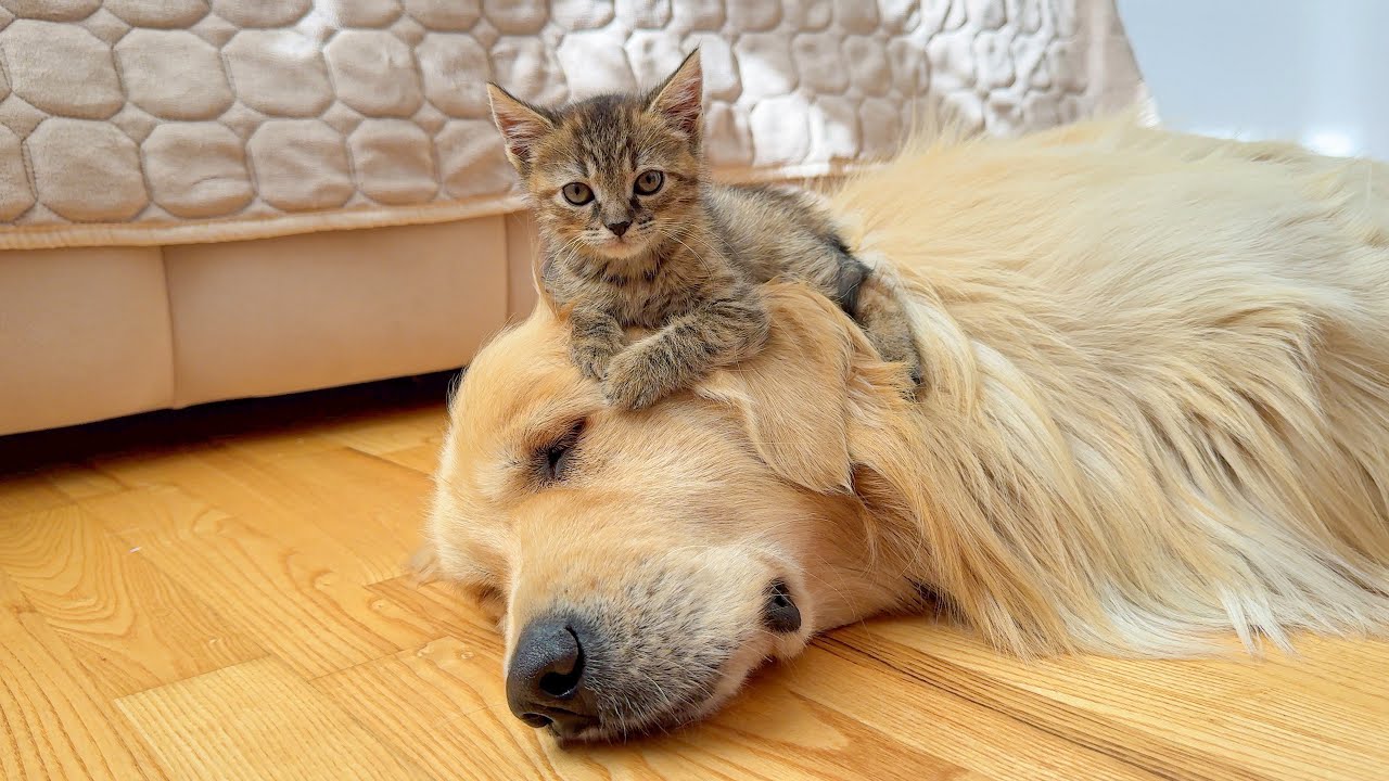 Golden Retriever’s Peace Was Ruined… by the Cutest Tiny Kitten Ever!