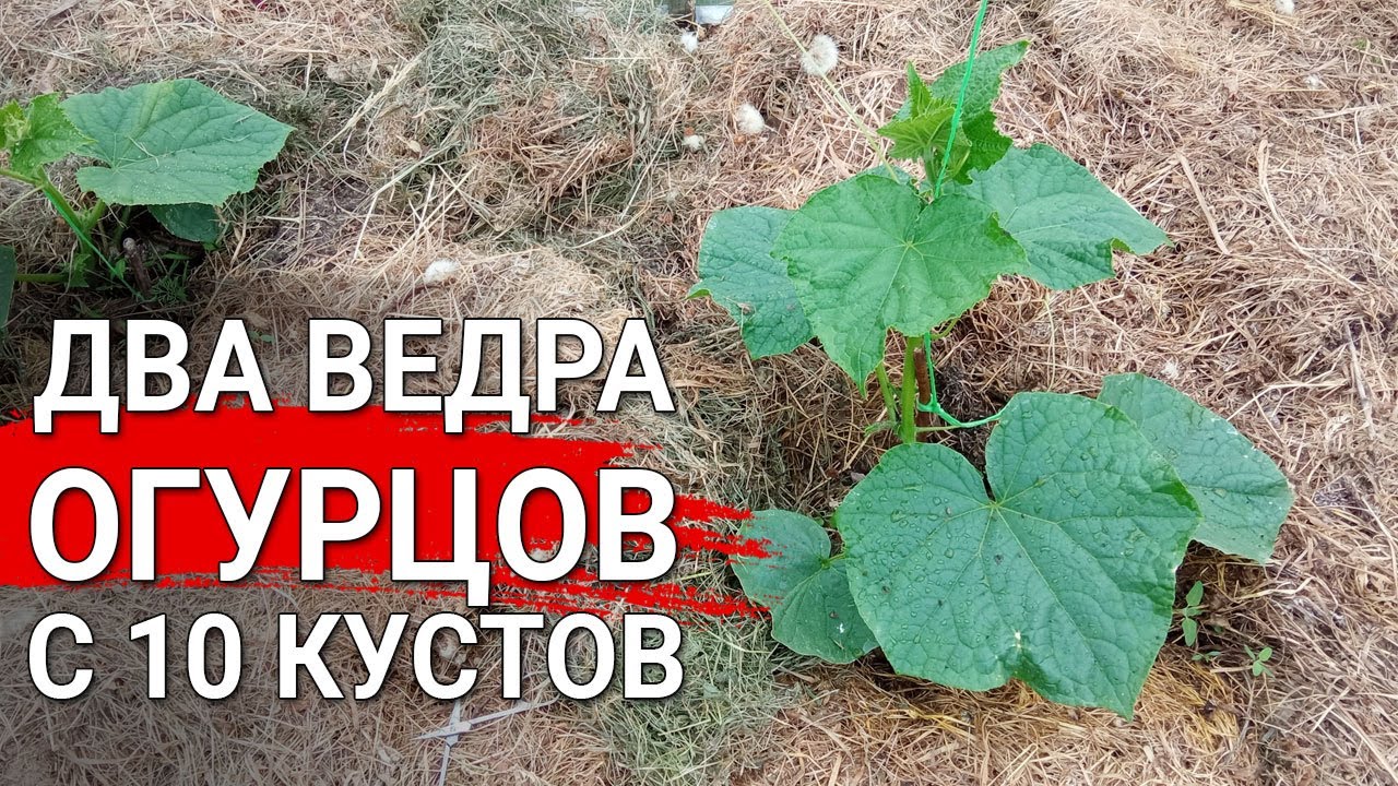 Два ведра огурцов с 10 кустов |  Секрет обильных урожаев огурцов