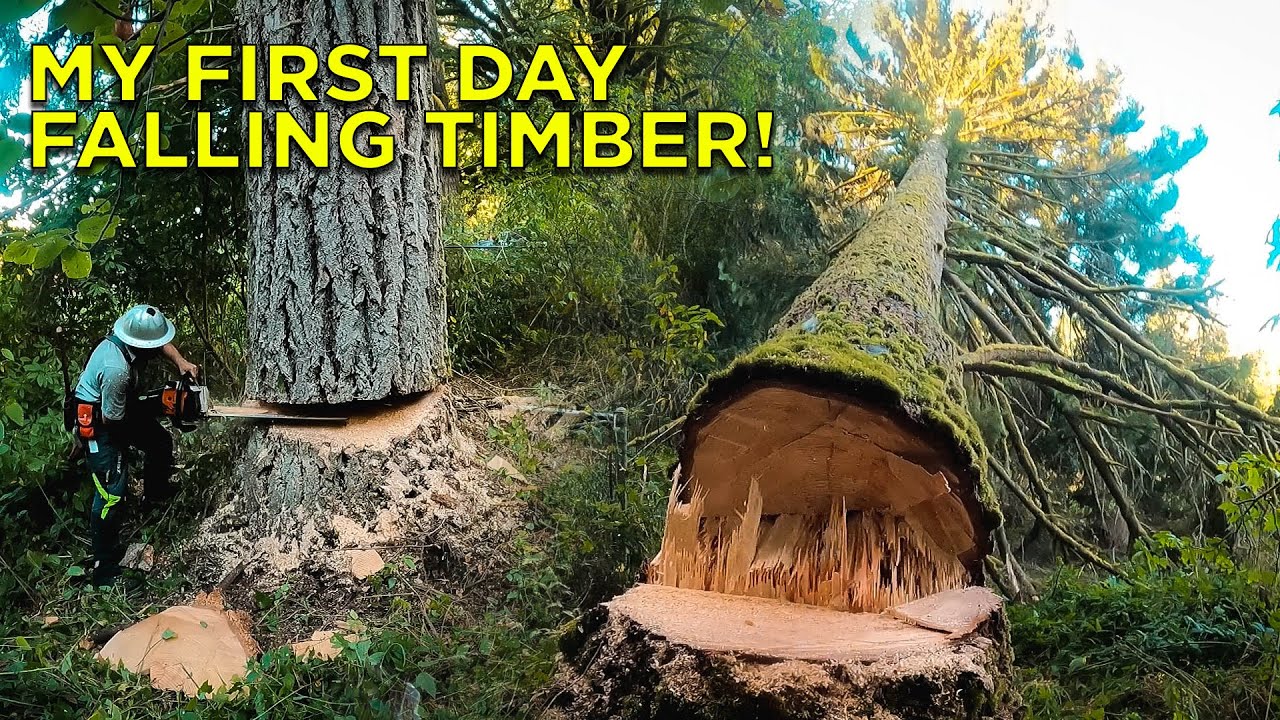 Arborist Pretends to be Timber Faller For a Day!