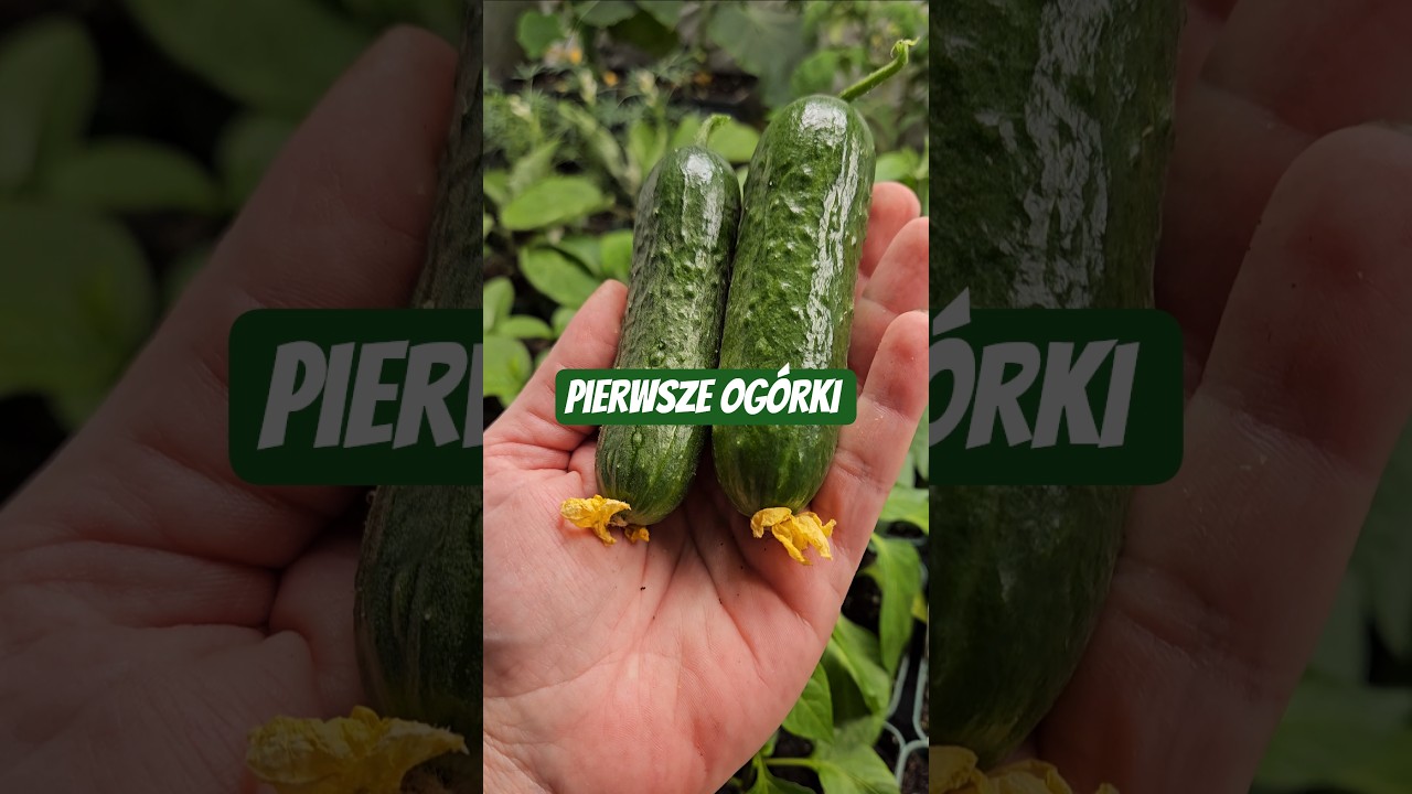 Pierwsze og&oacute;rki!