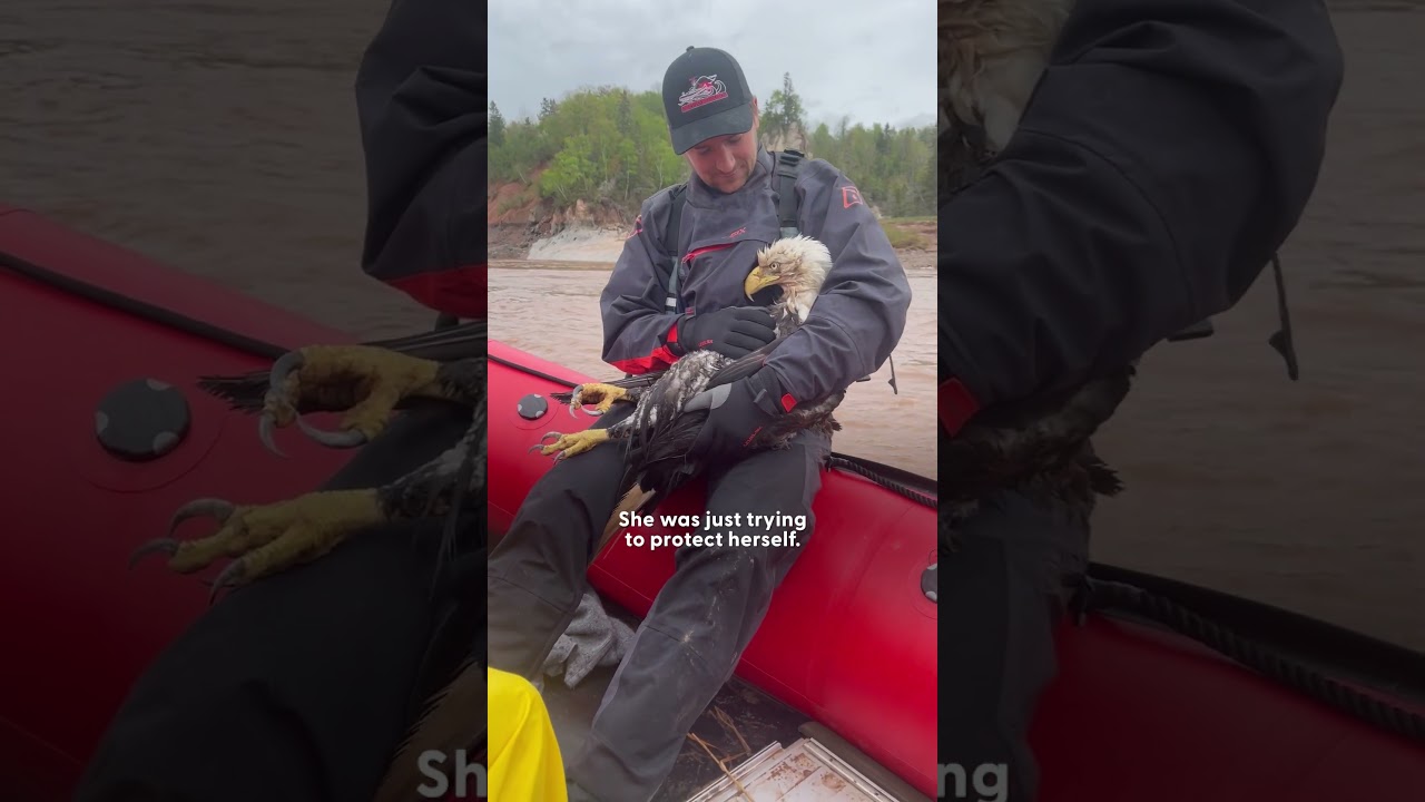 Drowning Bald Eagle Rescued From Choppy Water | The Dodo
