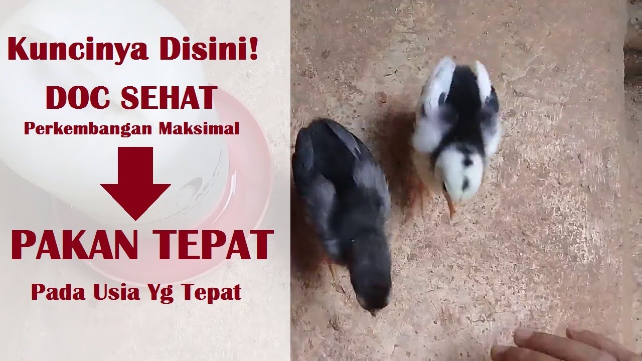 Sampai Usia Berapa Doc Ayam Kampung Diberi Pakan Voer