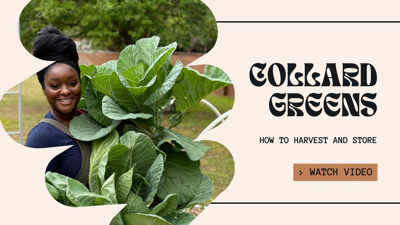 How to Harvest and Store Collard Greens