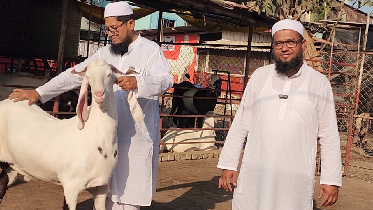 Part 3 Noorani Goat Farm Surat Gujarat | Lajawaab Tyaari Shandaar Quality Palehue Bakre Surat.