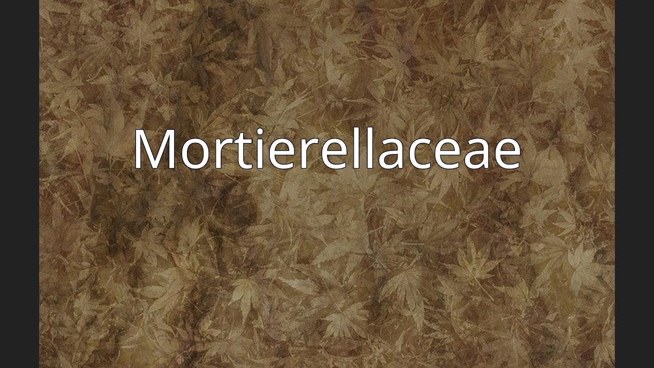 Mortierellaceae