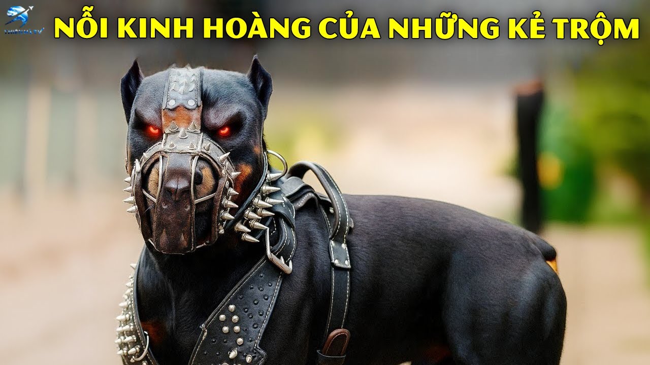 12 Giống Chó Là Cơn Ác Mộng Thực Sự Đối Với Kẻ Trộm | Thiên Hà TV