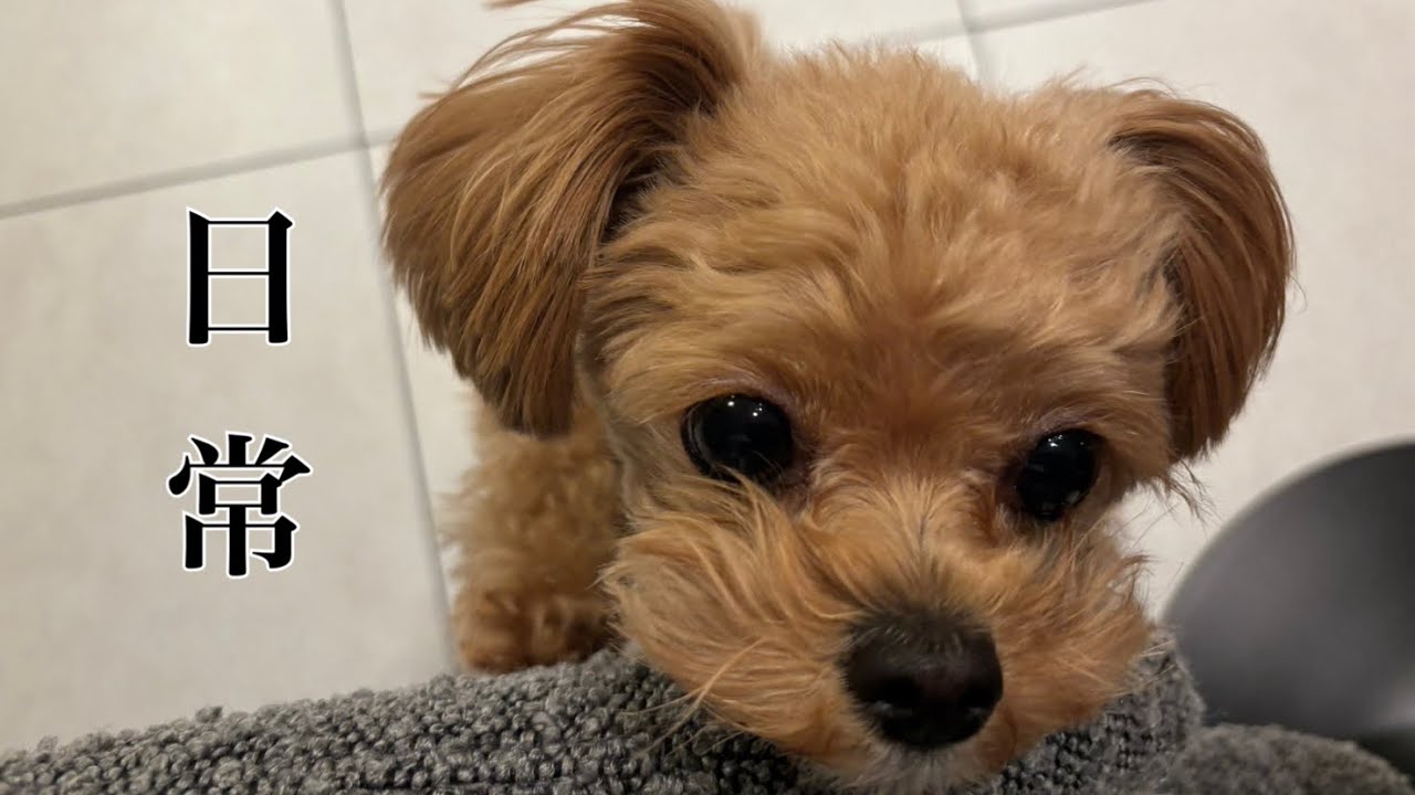 【OLとチワプーの日常】チワプー🧸|愛犬との休日🍳|お家時間🏠|平和で幸せな暮らし🕊️|ブイログ