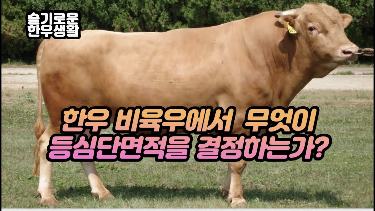 한우 비육우에서 무엇이 등심단면적,마블링 등을 결정하는가?
