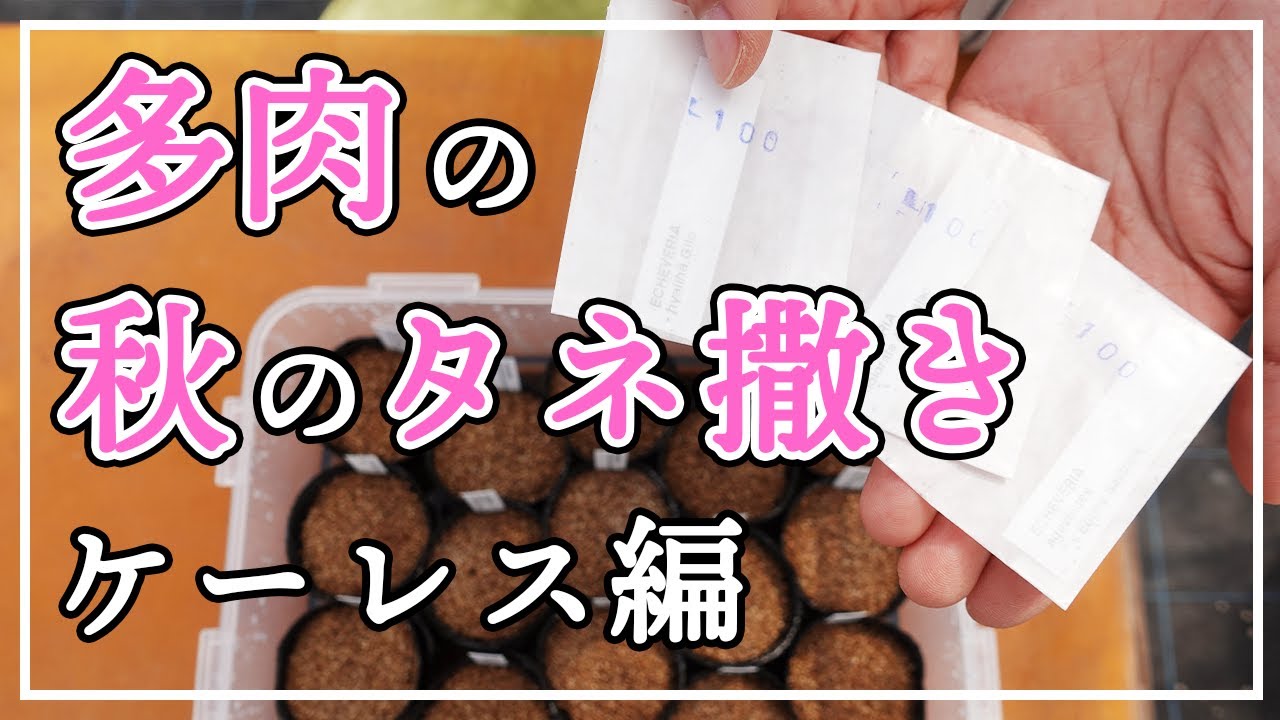 【多肉植物】多肉の秋のタネ撒き。ケーレス編！
